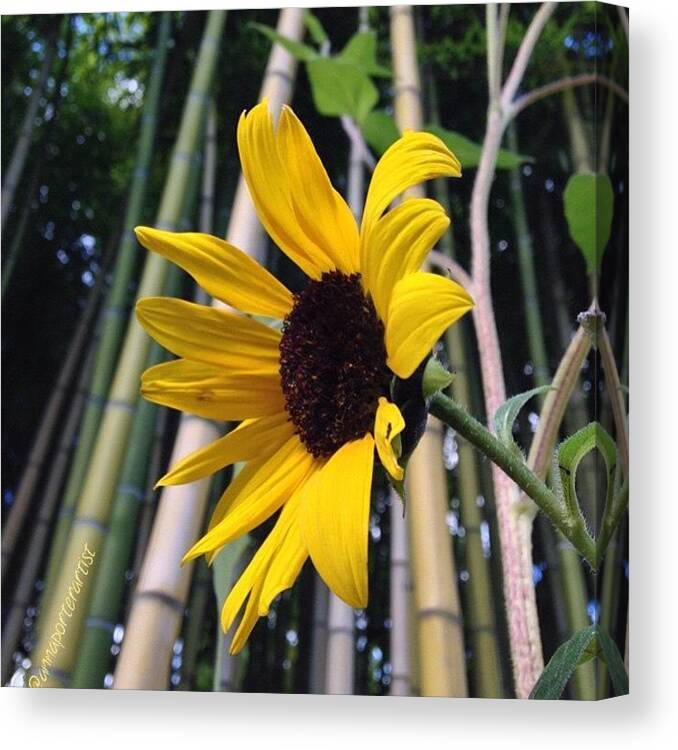 Sunflower In A Bamboo Forest Canvas Print featuring the photograph Sunflower In A Bamboo Forest by Anna Porter