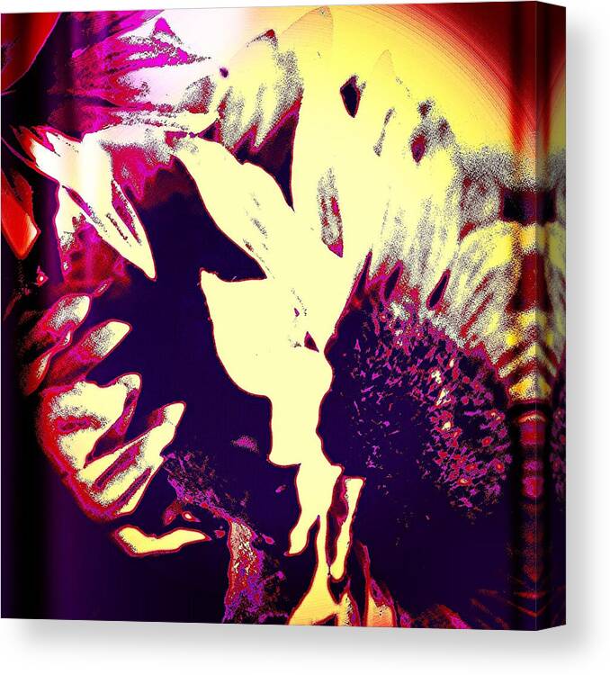 #flowers #flower #tagsforlikes #petal #petals #nature #beautiful #love #pretty #plants #blossom #sopretty #spring #summer #flowerstagram #flowersofinstagram #flowerstyles_gf #flowerslovers #flowerporn #botanical #floral #florals #insta_pick_blossom #flowermagic #instablooms #bloom #blooms #botanical #floweroftheday #urbanfauna #urban_fauna Canvas Print featuring the photograph Sunflower by Jason Roust