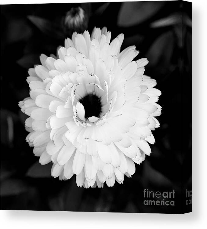 Flower Canvas Print featuring the photograph Sunny flower by Daniel Heine