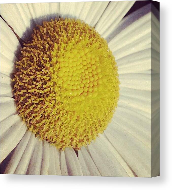 Canvas Print featuring the photograph Sunny Side Up Thank You by Midlyfemama Kosboth