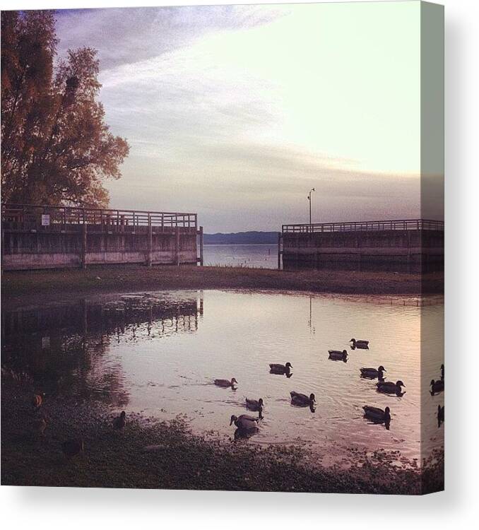 Landscapehunters Canvas Print featuring the photograph #sunset #ducks #lake #landscape by Karen Clarke