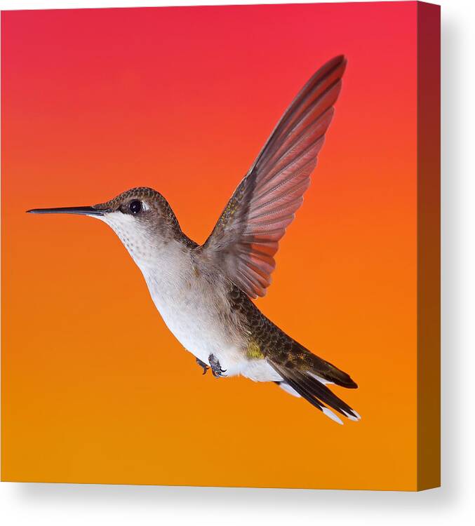 Ruby-throated Hummingbird Canvas Print featuring the photograph Sunset Lady by Leda Robertson
