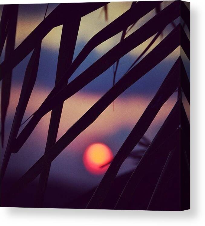 Hamiltonisland Canvas Print featuring the photograph Sunset Through The Palm Trees by Pauly Vella