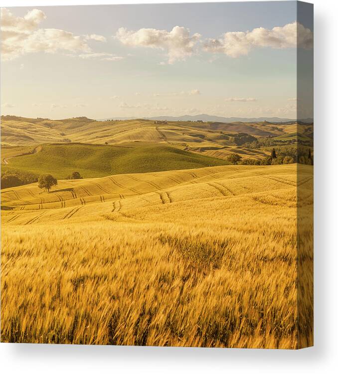 Scenics Canvas Print featuring the photograph Sunset Tuscany Landscape by Focusstock