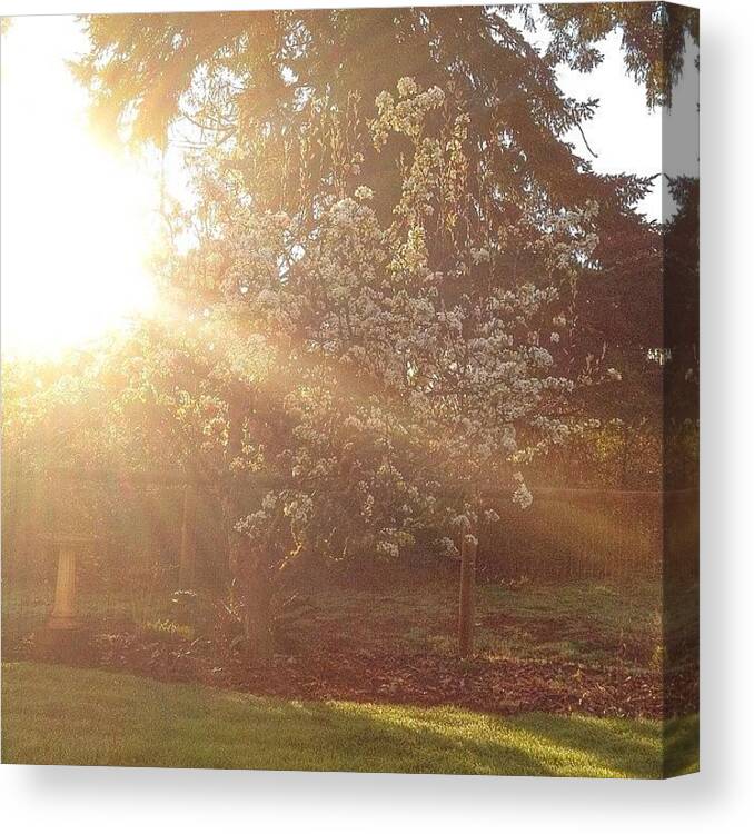 Lightandbright_nio Canvas Print featuring the photograph Sunshine On My Favorite Pear Tree All by Blenda Studio