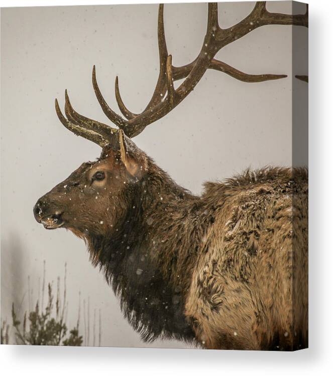 Elk Canvas Print featuring the photograph Survival by Kevin Dietrich