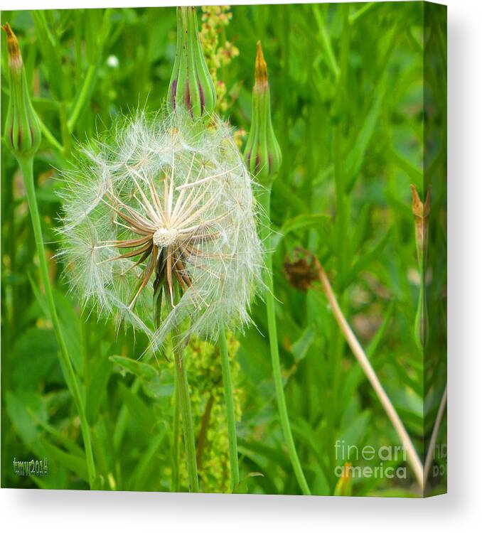Flowers Canvas Print featuring the photograph Surviving by Tina M Wenger