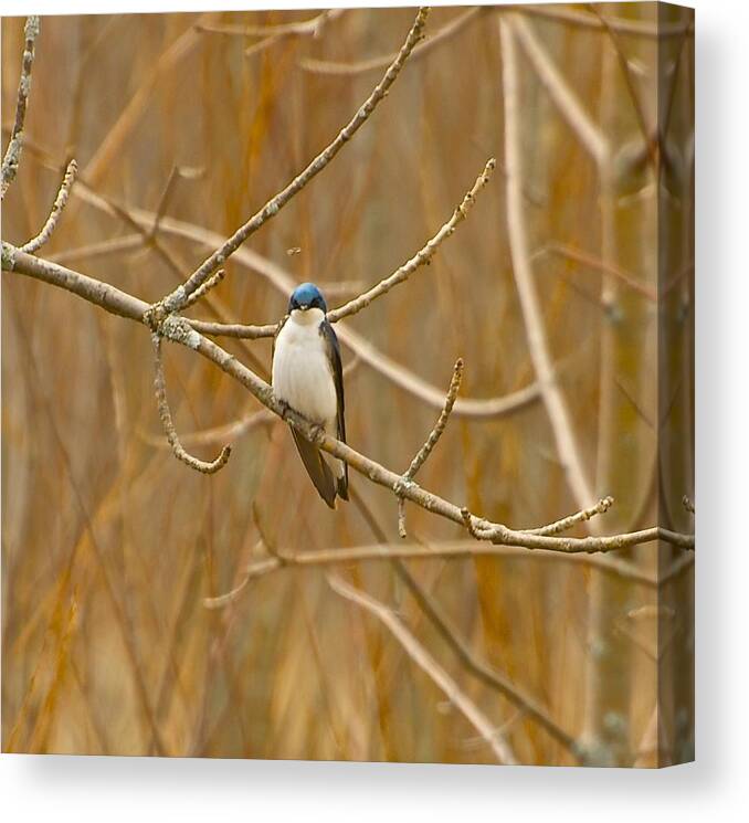  Canvas Print featuring the photograph Swallow by David Tennis