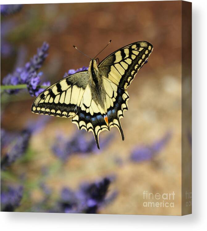 European Swallowtail Butterfly Canvas Print featuring the photograph Swallowtail by Carol Weitz