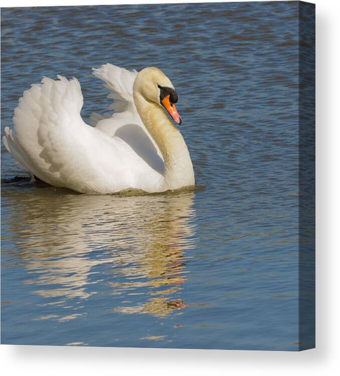 Aves Canvas Print featuring the photograph Swan reflection by Jeffrey Banke