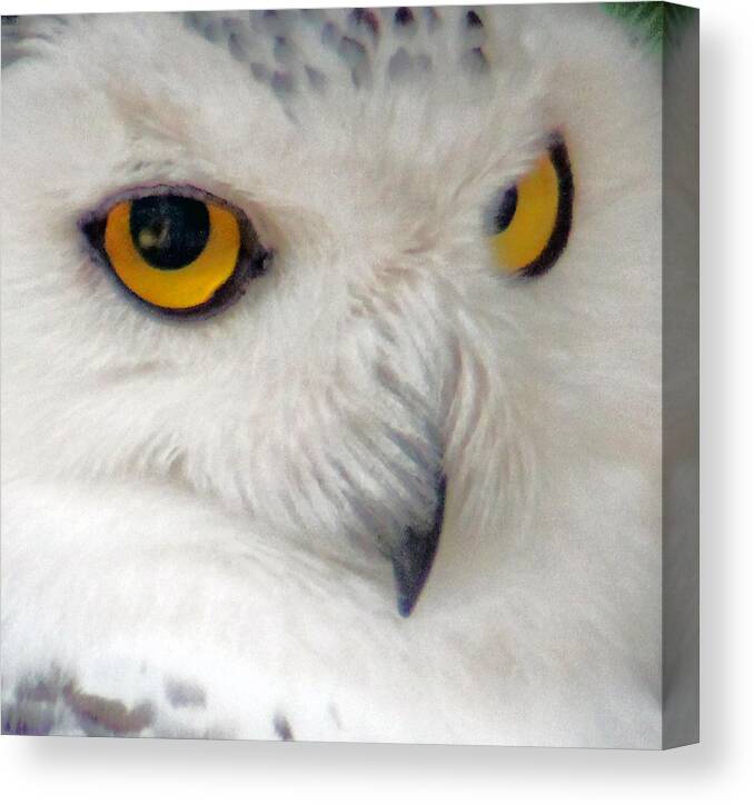 Owl Canvas Print featuring the photograph Sweet angry by Lily K