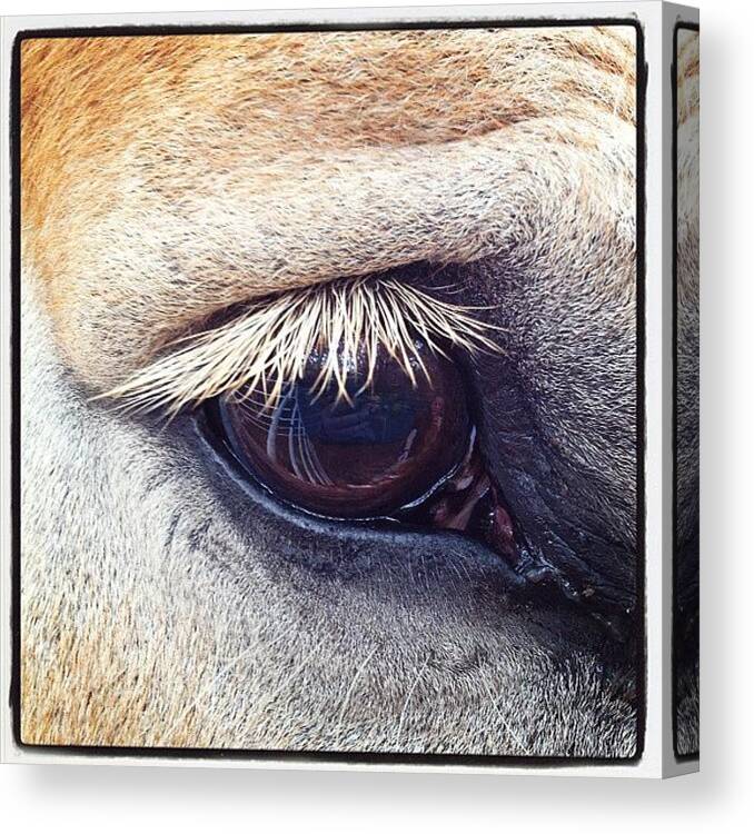 Horses Canvas Print featuring the photograph Sweet Eye #horses #florida by Mary Anne Payne