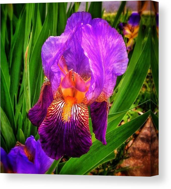 Procamera7 Canvas Print featuring the photograph Sweet Iris Perfection by Paul Cutright