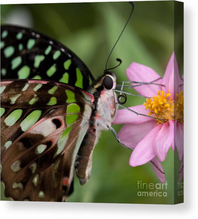 Butterflies Canvas Print featuring the photograph Tailed-jay Butterfly by Chris Scroggins