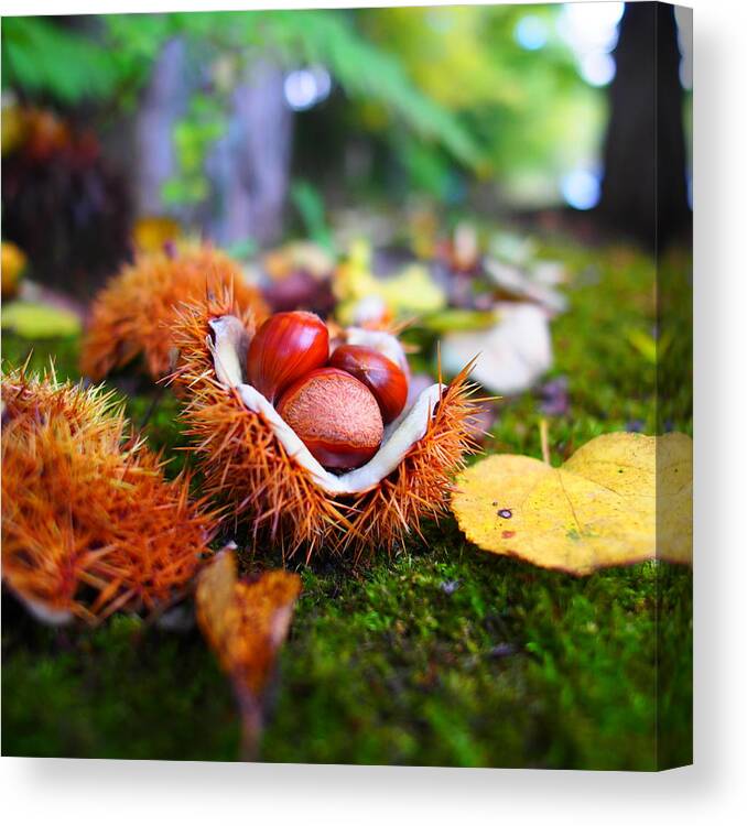 Karuizawa Canvas Print featuring the photograph Taste Of Autumn by Marco Ferrarin