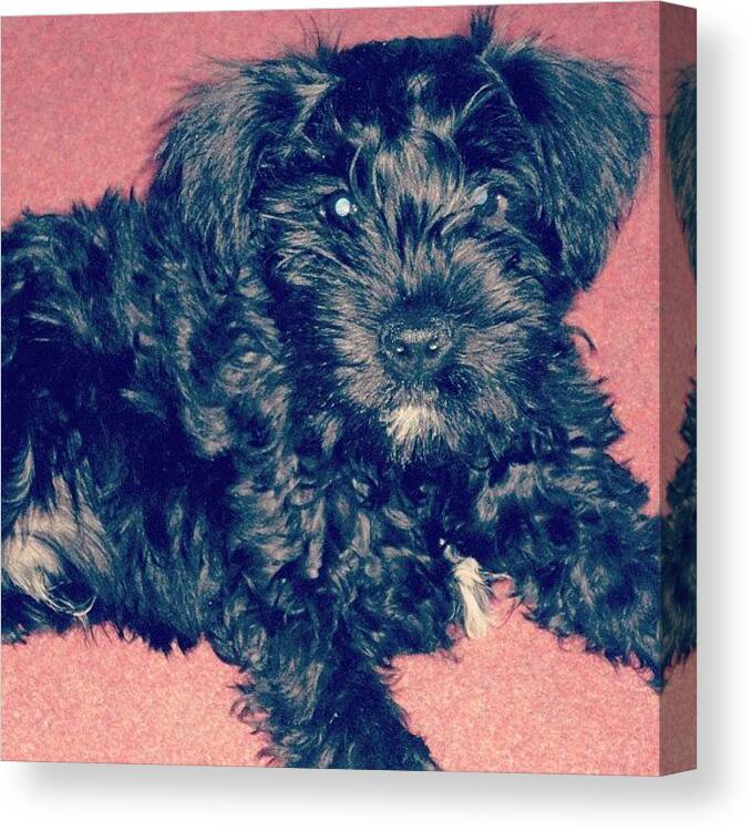 Schnauzer Canvas Print featuring the photograph #tbt My Little Baby Cakes by Laurena Pascoe
