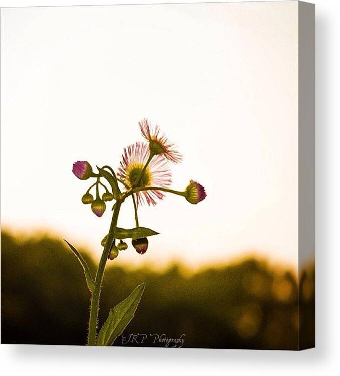  Canvas Print featuring the photograph The Beauty Of A Weed by Julianna Rivera-Perruccio