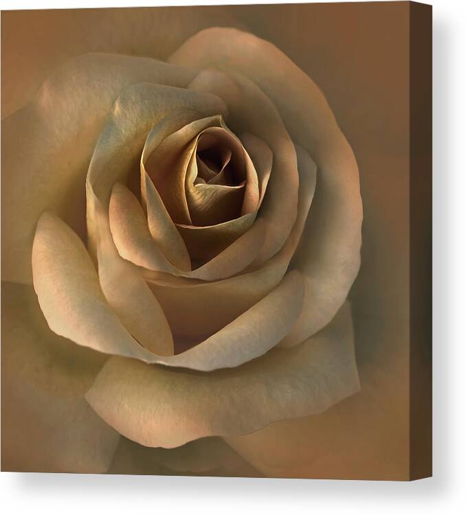 Rose Canvas Print featuring the photograph The Bronze Rose Flower by Jennie Marie Schell