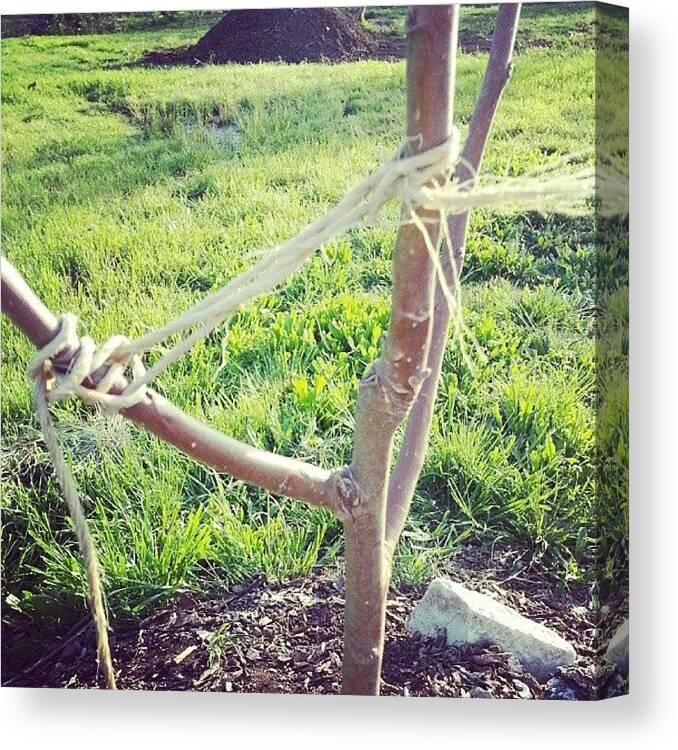 Twine Canvas Print featuring the photograph The Crotch Of This #apple #tree Broke by Blake Kirby