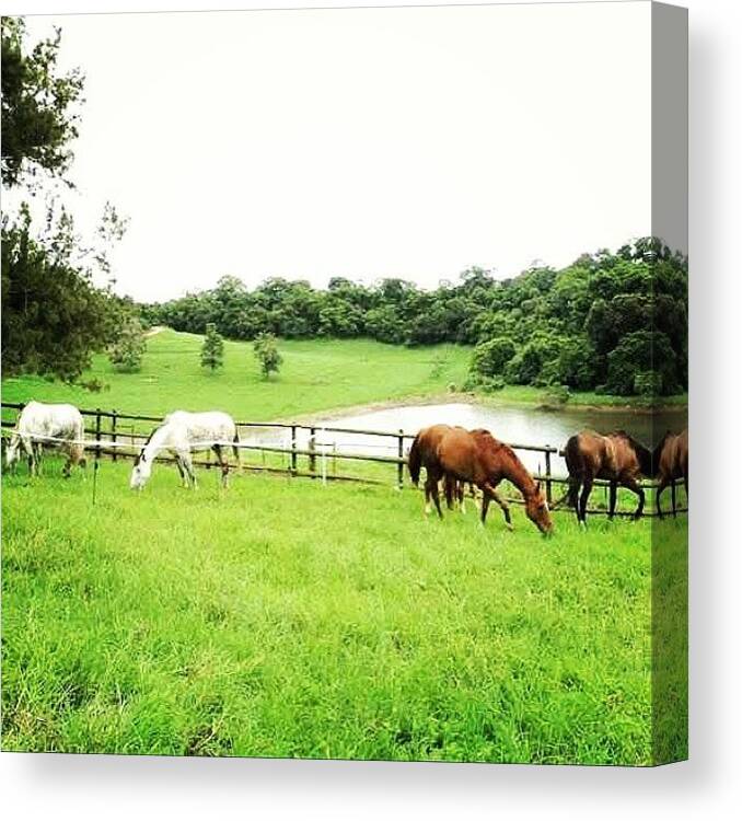 Beautiful Canvas Print featuring the photograph The First Time We Took The Horses To by Joyks Rickards