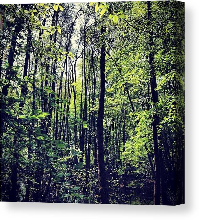 Nature Canvas Print featuring the photograph The Forest by Nic Squirrell