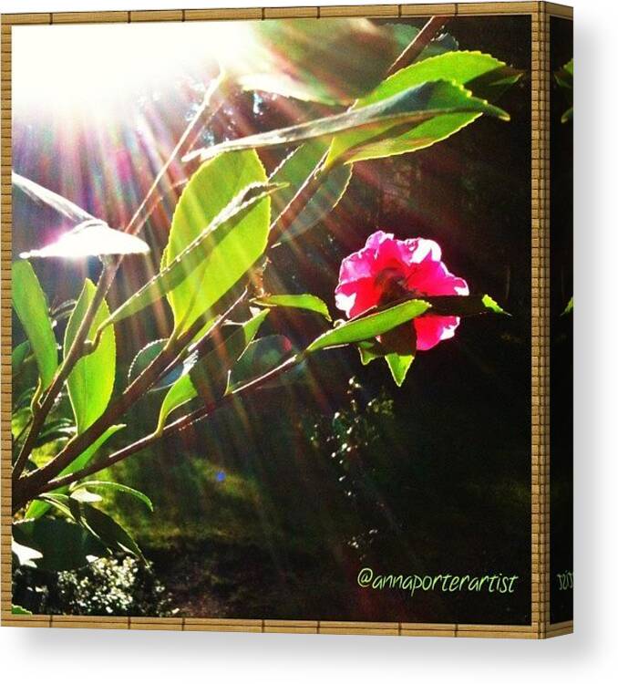 Instanaturelover Canvas Print featuring the photograph The Gift Of Sunshine #sun #flare by Anna Porter