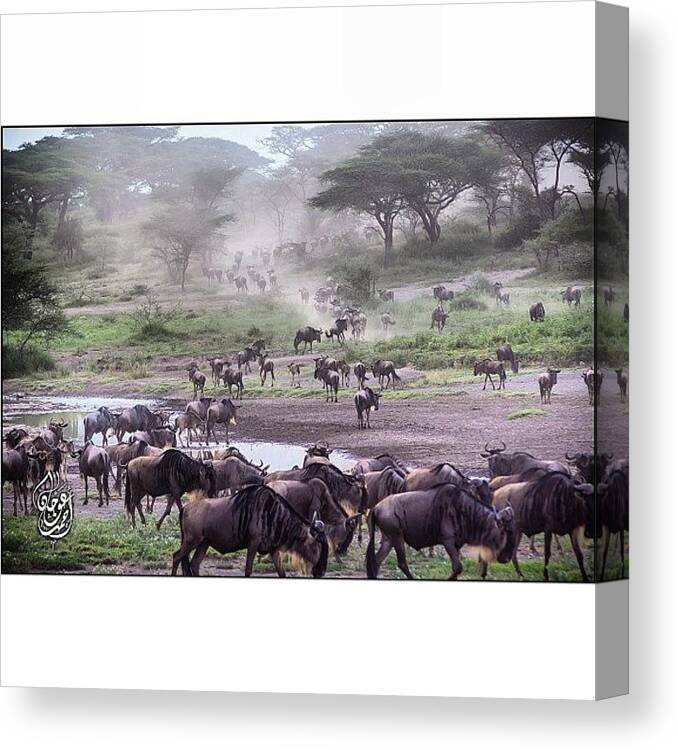 Omg Canvas Print featuring the photograph The Great Migration Of The Wildebeest by Ahmed Oujan