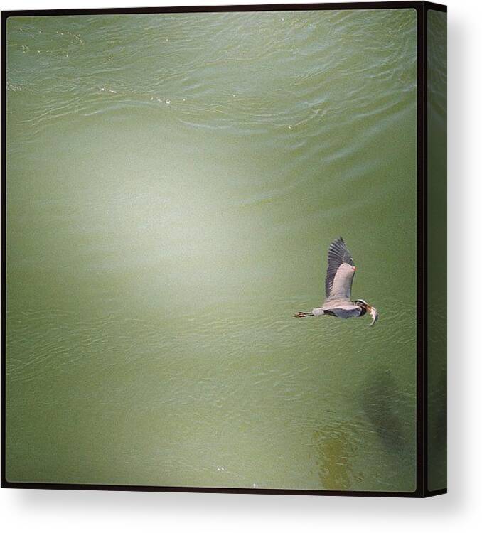 Greatblueheron Canvas Print featuring the photograph The #greatblueheron With The #fish by Robb Needham