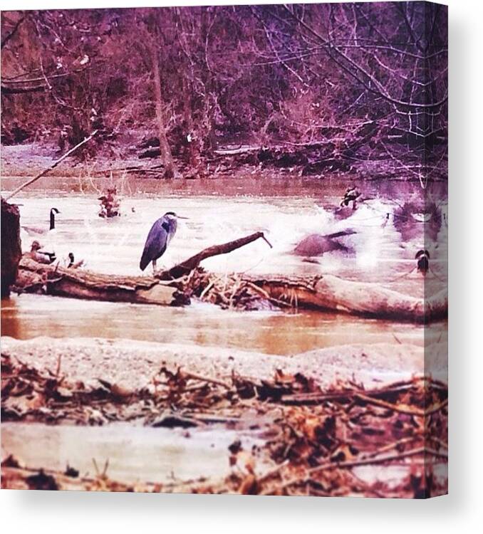 Mycolumbus Canvas Print featuring the photograph The Heron Again. And Geese by Jayna Wallace