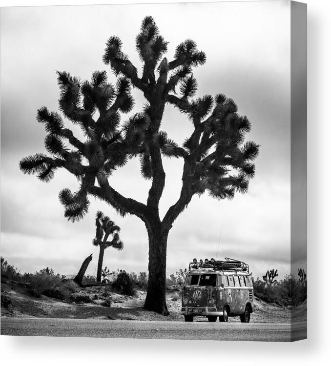 2015 Canvas Print featuring the photograph The Joshua Tree and the Rustybus by Richard Kimbrough