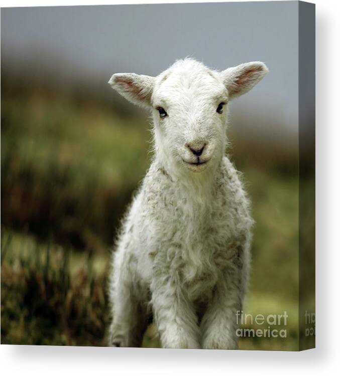 #faatoppicks Canvas Print featuring the photograph The Lamb by Ang El