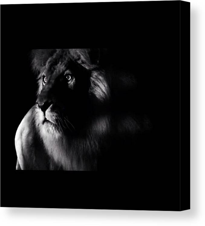  Canvas Print featuring the photograph The Lion by Dvon Medrano
