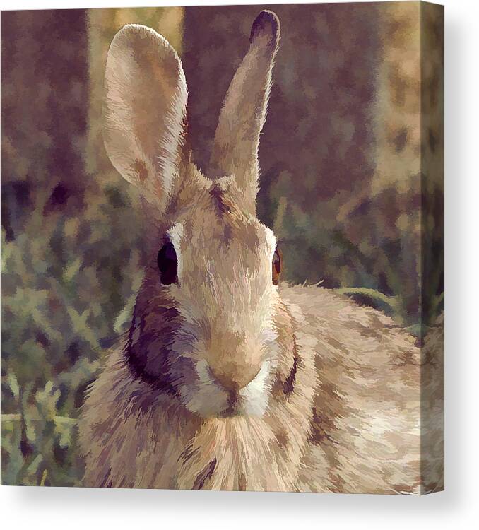 Rabbit Canvas Print featuring the photograph The Rabbit by John Freidenberg