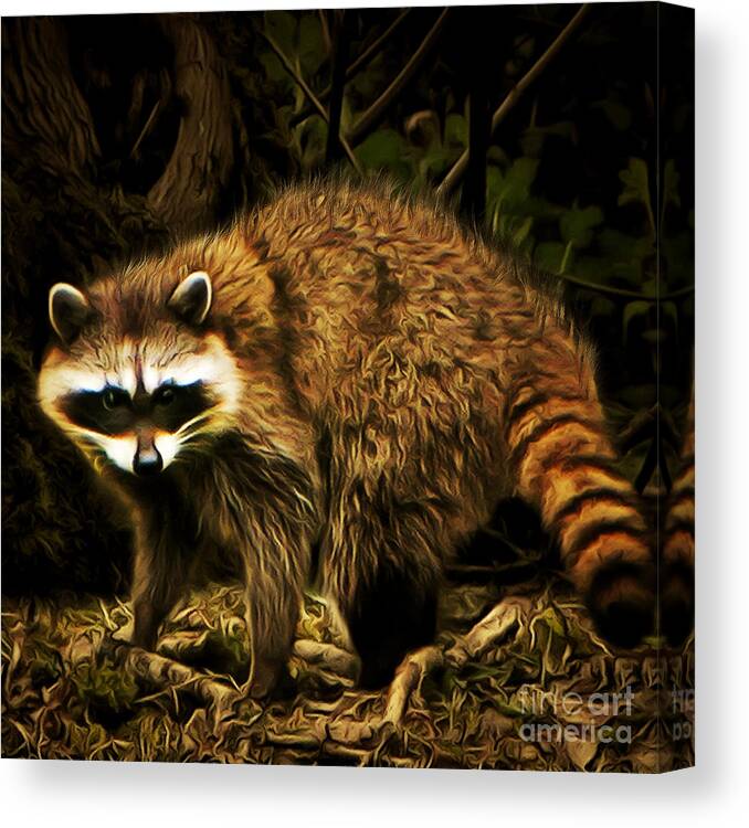 Animal Canvas Print featuring the photograph The Raccoon 20150215brun square by Wingsdomain Art and Photography