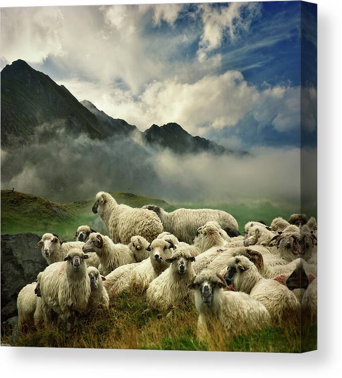 Mountain Canvas Print featuring the photograph The Silence Of The Lambs by Istvan Kadar