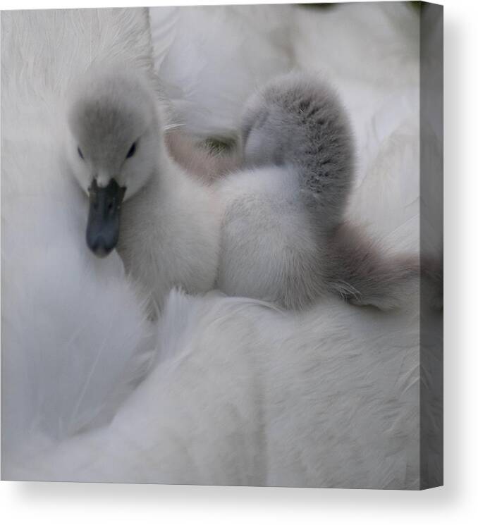 Swan Canvas Print featuring the photograph The soft by Terry Cosgrave