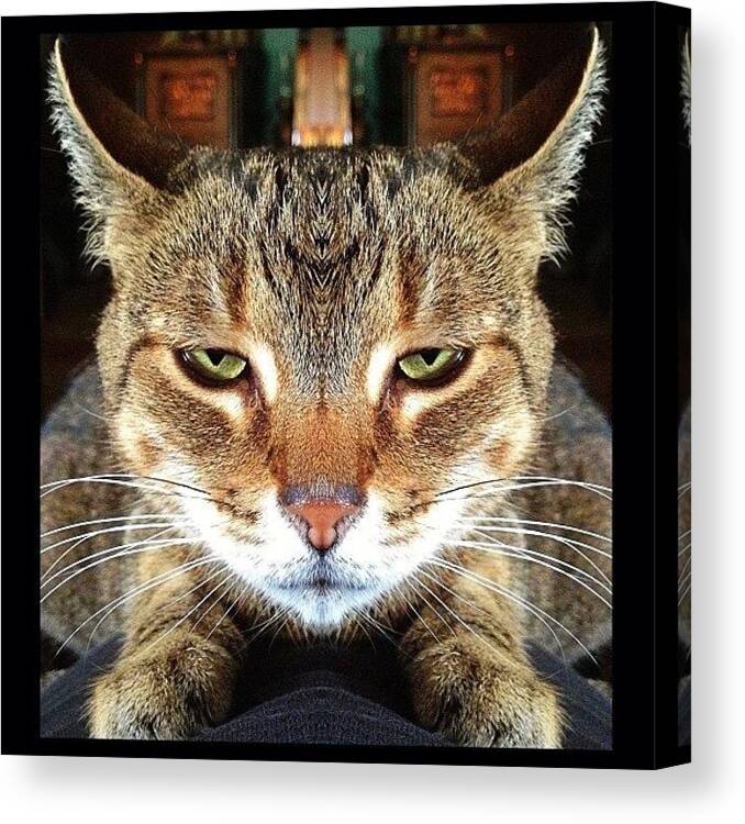  Canvas Print featuring the photograph The Symmetrical Cat by Mike Maginot