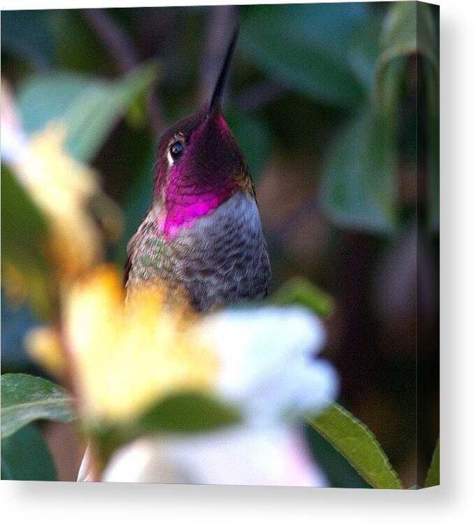 Instanaturelover Canvas Print featuring the photograph These Little Guys Still Here Despite by Patty Warwick