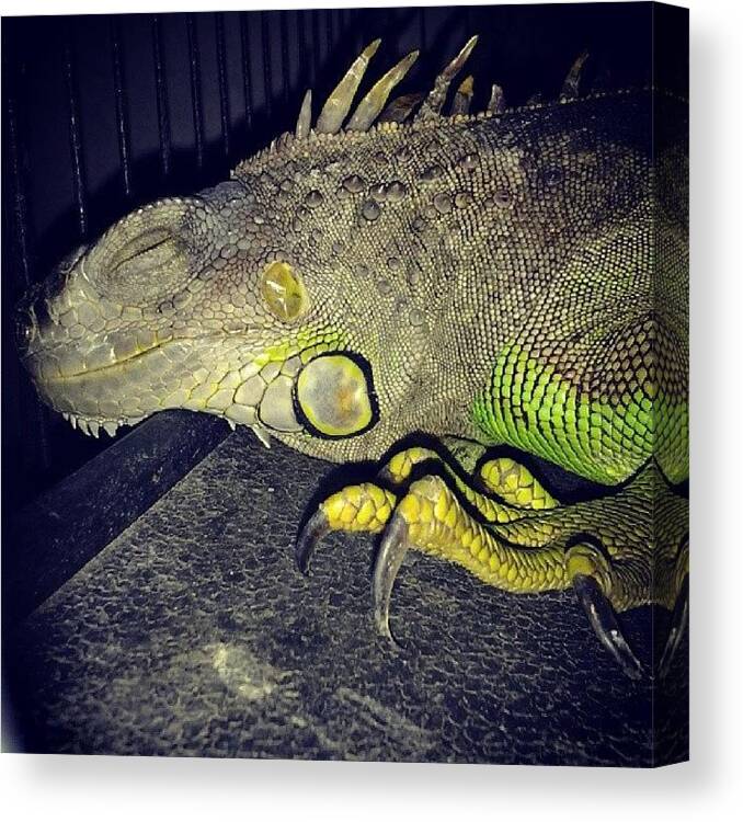 Lizard Canvas Print featuring the photograph They Grow Up So Fast. #iggy #iguana by Theresa Kidd