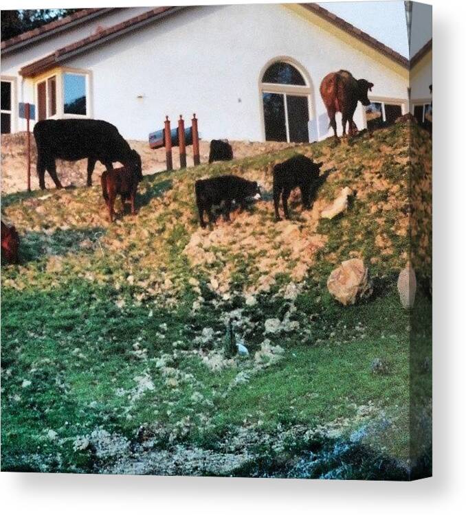 Cows Canvas Print featuring the photograph They Would Come N Graze By My House N I by Silvia Mirabella 