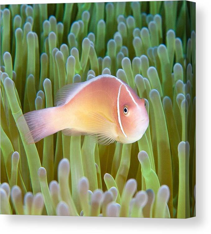 Clownfish Canvas Print featuring the photograph Think Spring by Paula De Baleau