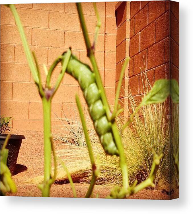  Canvas Print featuring the photograph This Asshole Ate My Entire Pepper Plant by Hunter Wolfe