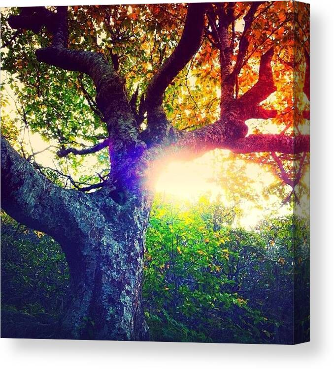 Asheville Canvas Print featuring the photograph This Is Not A Tree by Simon Nauert