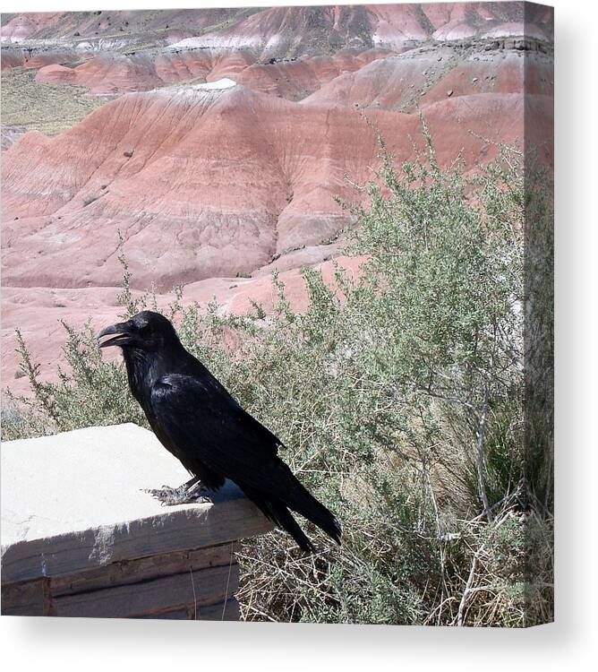 Raven Canvas Print featuring the photograph This Raven Rocks by Susan Woodward