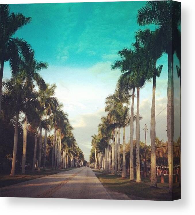  Canvas Print featuring the photograph This Street Needs More Palm Trees by Karlynn Holbrook