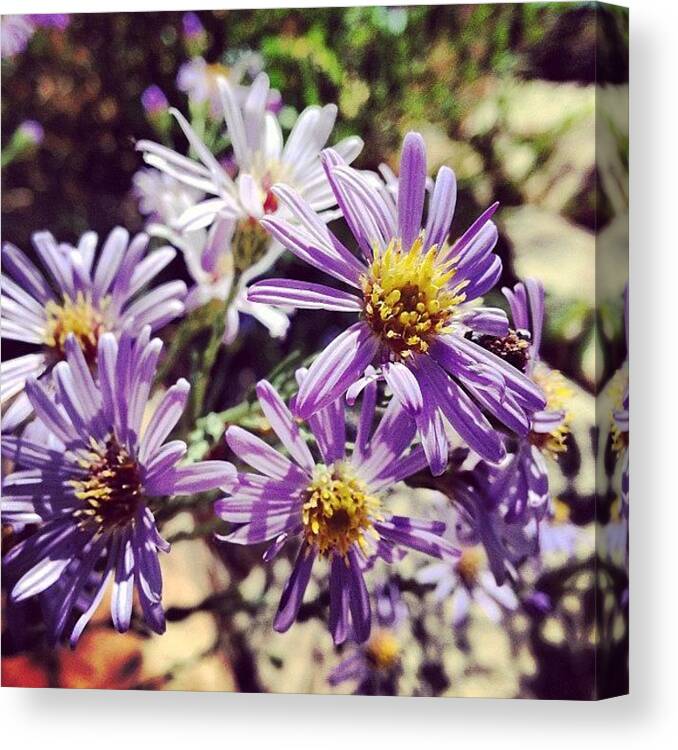 Flowers Canvas Print featuring the photograph Walk by Janae Cordova