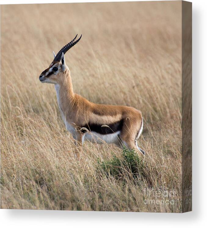 Gazelle Canvas Print featuring the photograph Thompson's Gazelle by Chris Scroggins