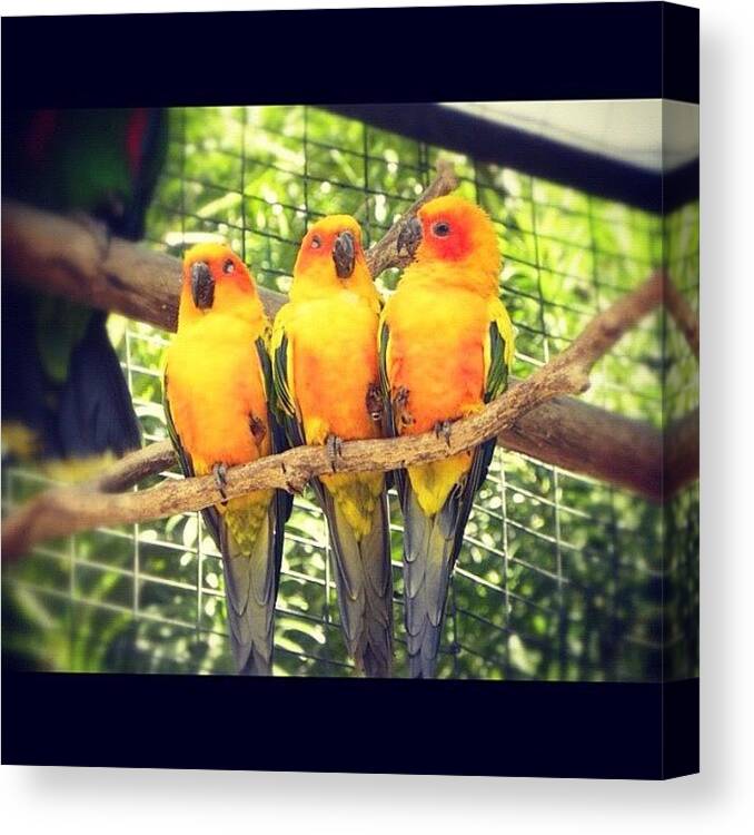 Beautiful Canvas Print featuring the photograph Three Little Birds 🐤#instagram by Jamie Larcombe