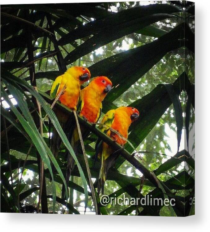 Colorful Canvas Print featuring the photograph Three Stooges. #birds #colorful #three by Richard Lim