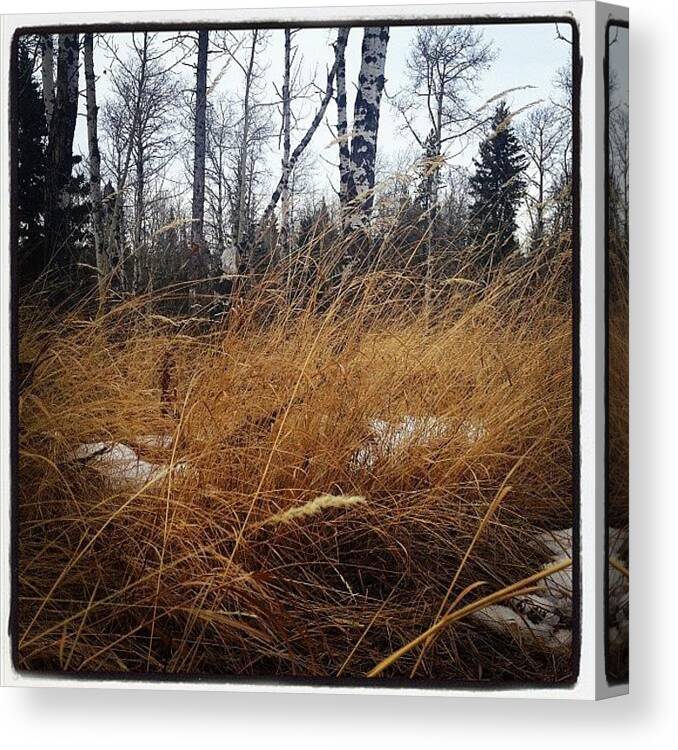 Picoftheday Canvas Print featuring the photograph Through The Grass .. A Deer's Eye by Pemry Chobaniuk